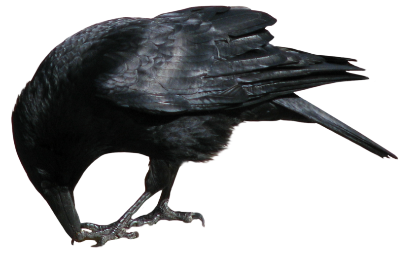 Detail Black Crow Png Nomer 22