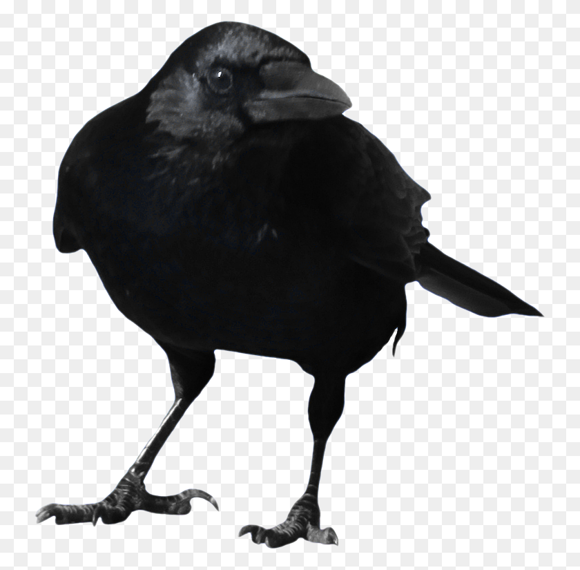 Detail Black Crow Png Nomer 23