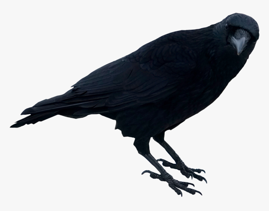 Detail Black Crow Png Nomer 4