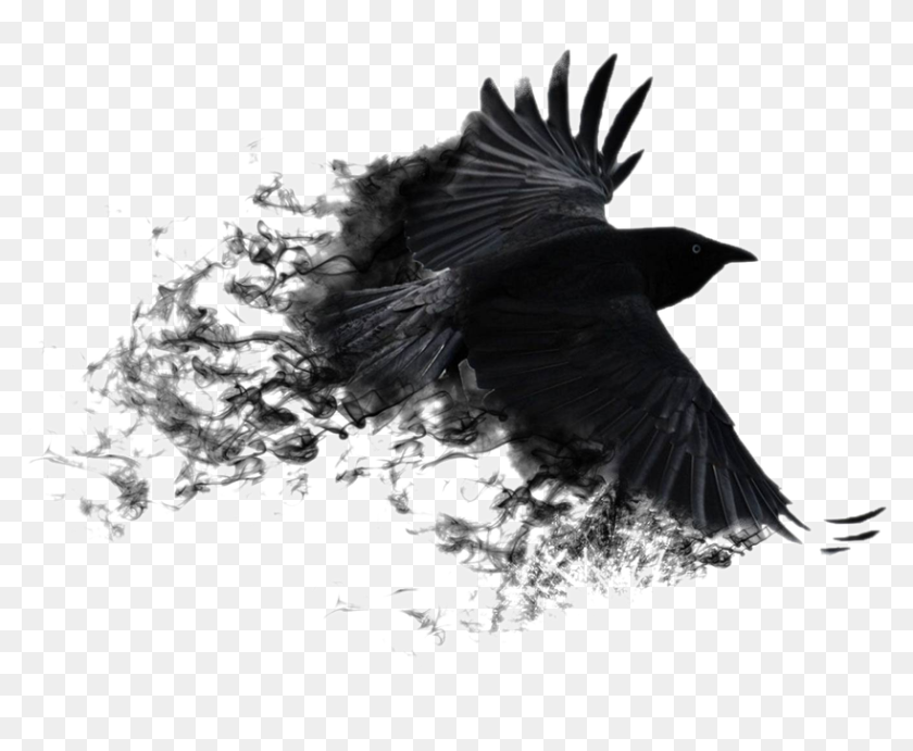 Detail Black Crow Png Nomer 29
