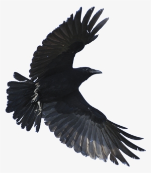 Detail Black Crow Png Nomer 30