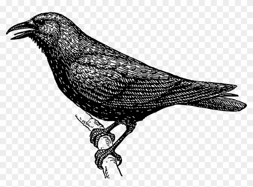 Detail Black Crow Png Nomer 42