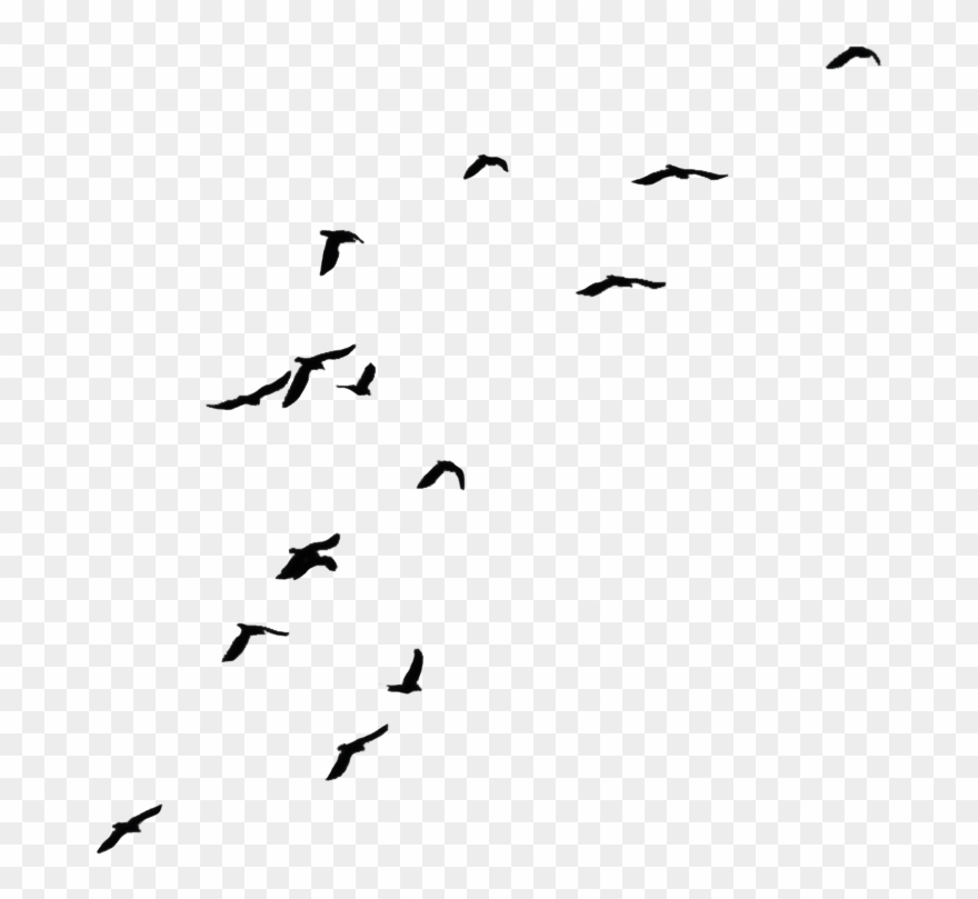Detail Black Crow Png Nomer 43