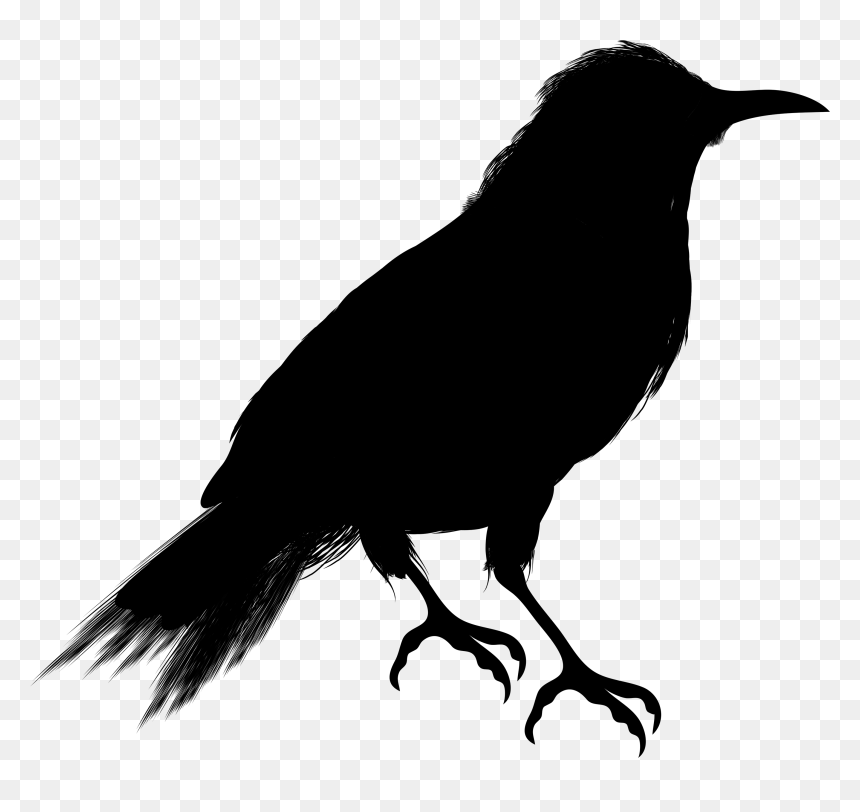 Detail Black Crow Png Nomer 52
