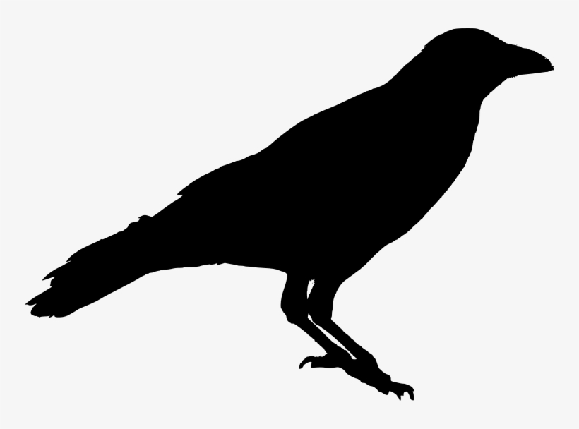 Detail Black Crow Png Nomer 6