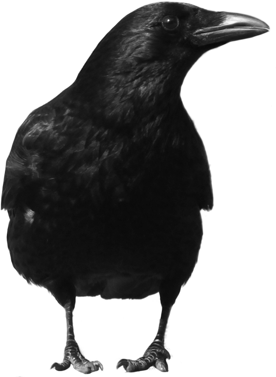 Detail Black Crow Png Nomer 9