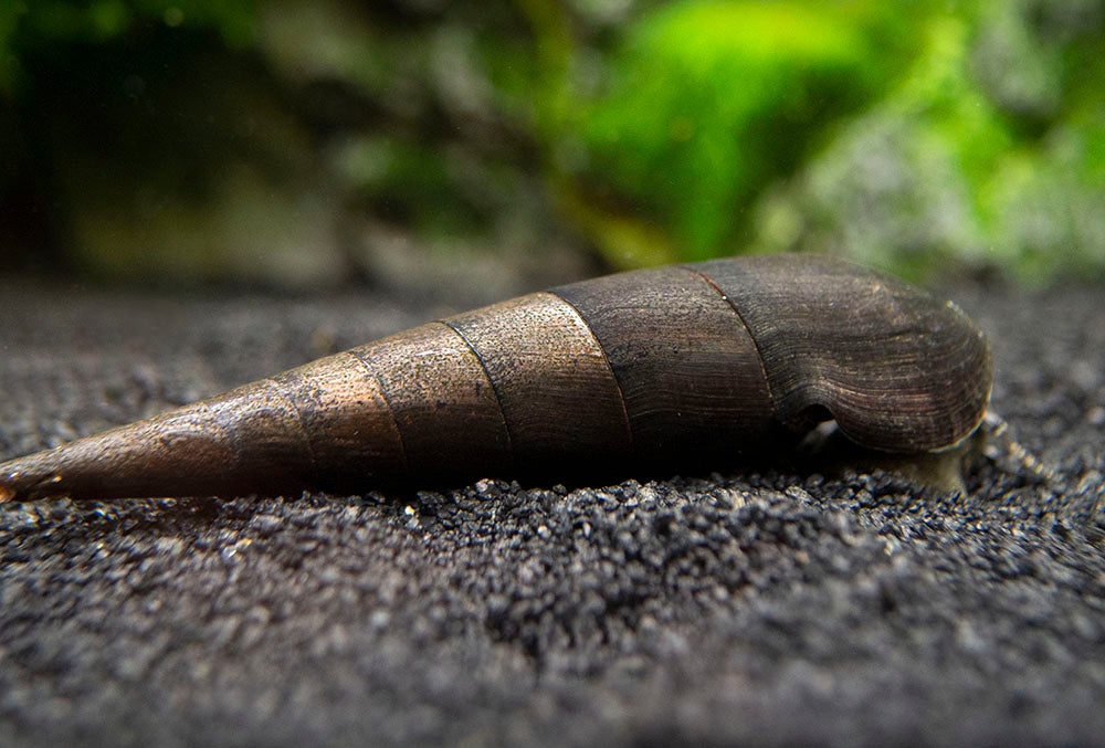 Black Devil Snails - KibrisPDR