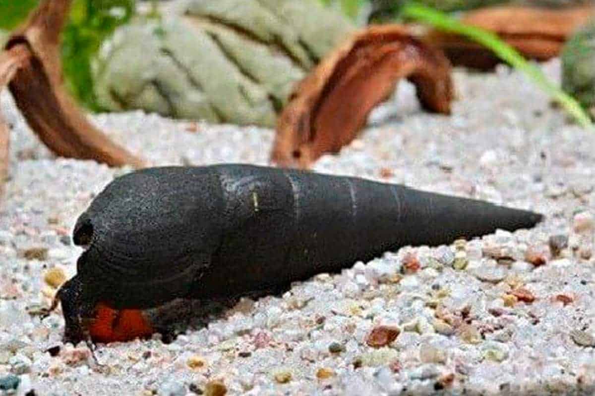 Detail Black Devil Snails Nomer 2