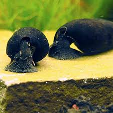 Detail Black Devil Snails Nomer 10