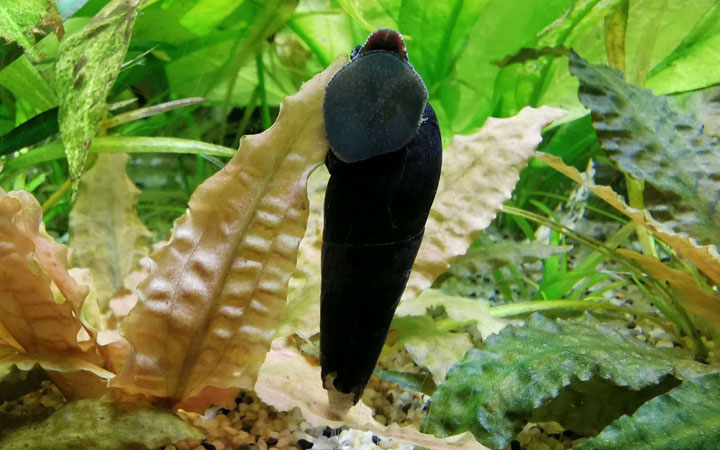 Detail Black Devil Snails Nomer 11