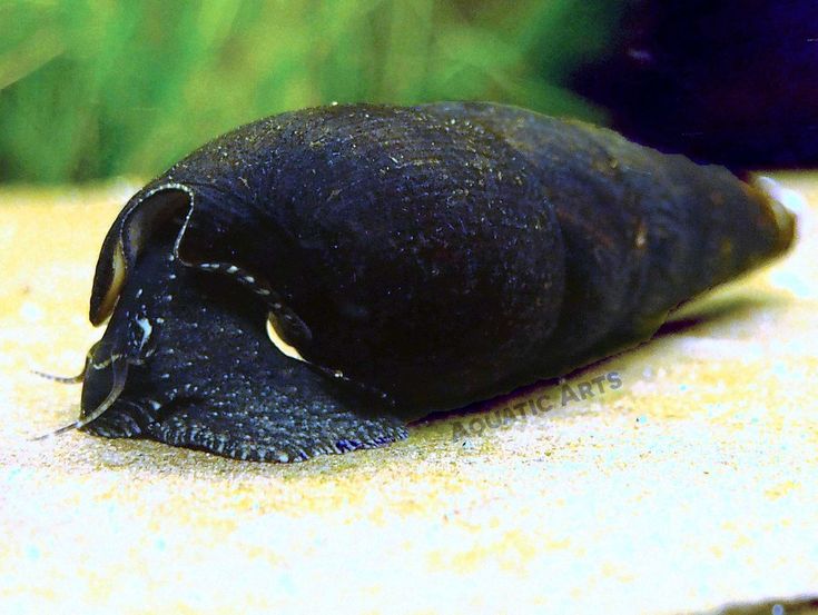 Detail Black Devil Snails Nomer 12