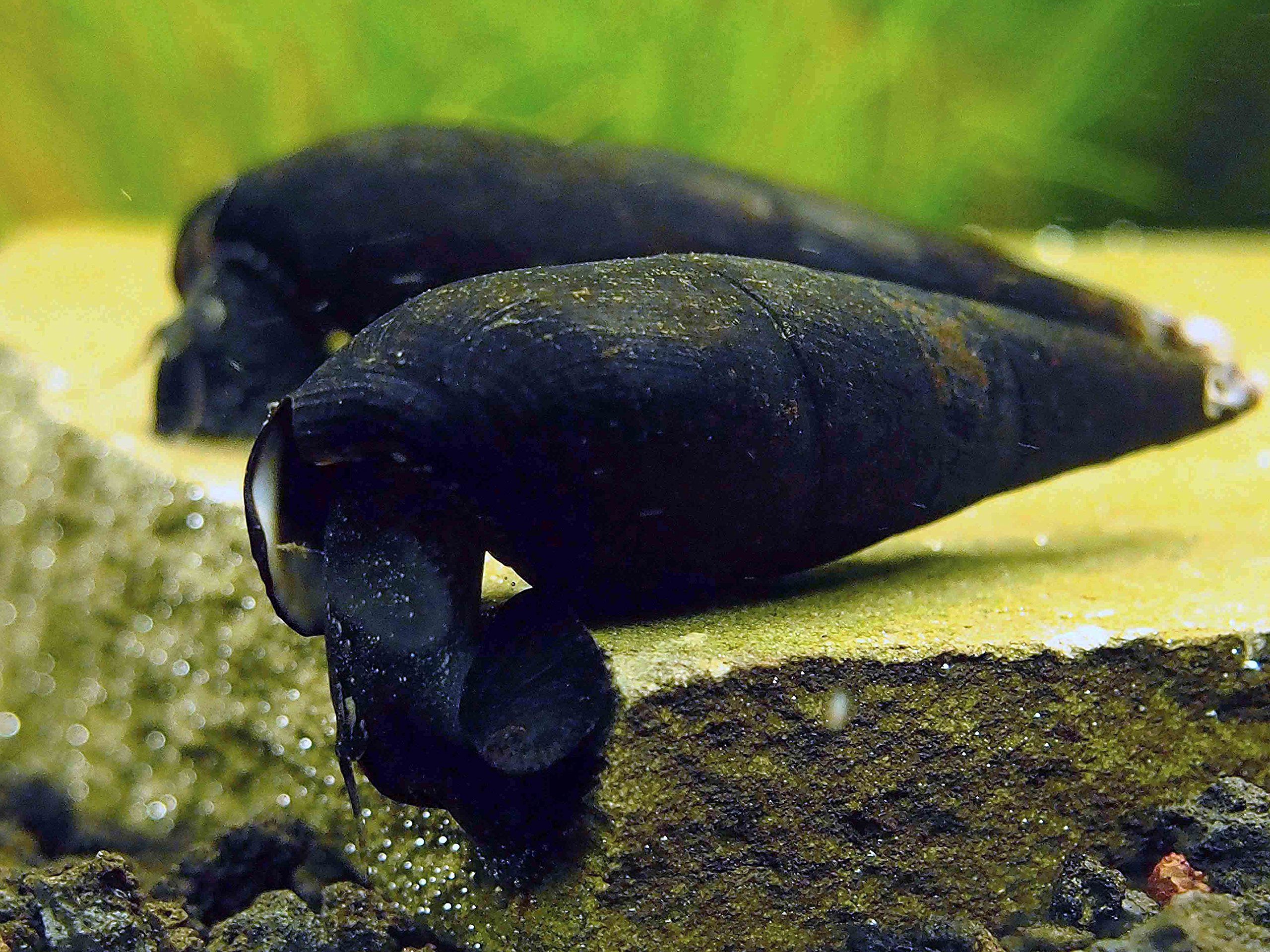Detail Black Devil Snails Nomer 13