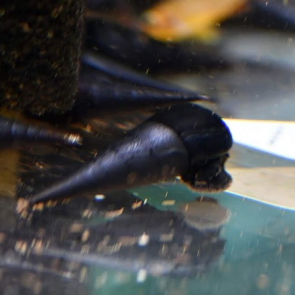 Detail Black Devil Snails Nomer 14
