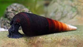 Detail Black Devil Snails Nomer 15