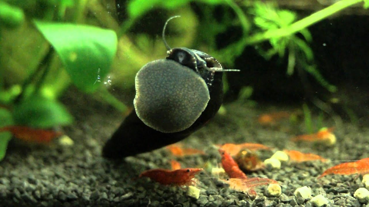 Detail Black Devil Snails Nomer 16