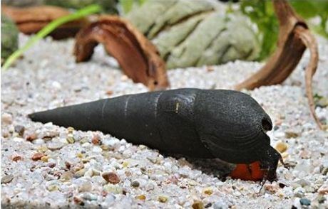 Detail Black Devil Snails Nomer 17