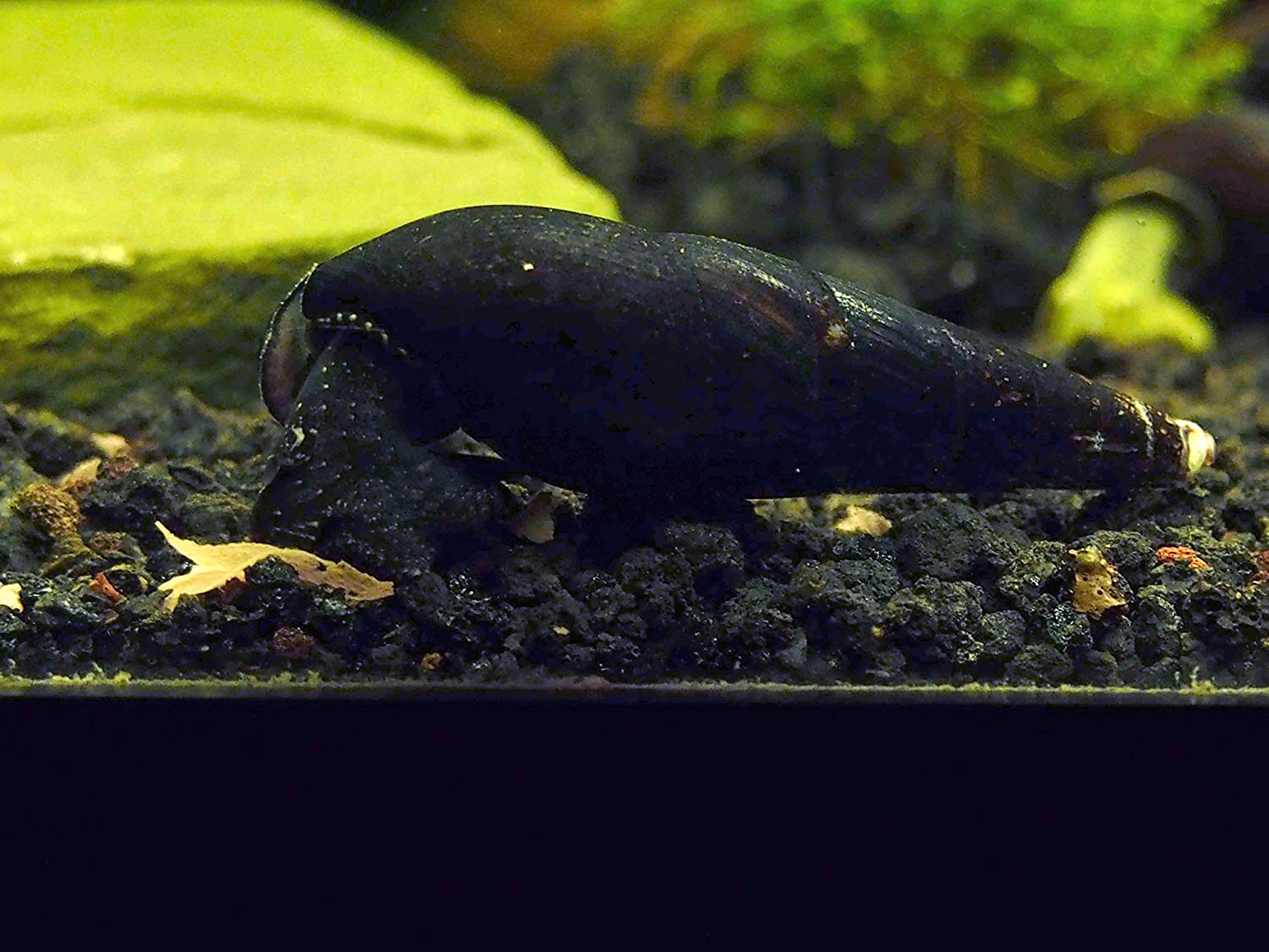 Detail Black Devil Snails Nomer 19