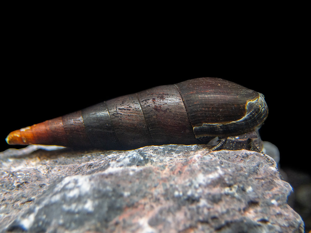 Detail Black Devil Snails Nomer 3