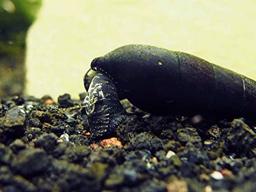 Detail Black Devil Snails Nomer 21