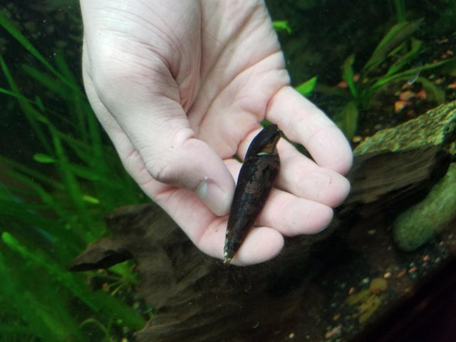 Detail Black Devil Snails Nomer 22