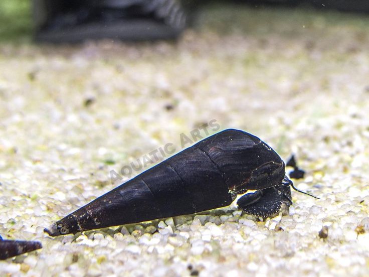 Detail Black Devil Snails Nomer 24
