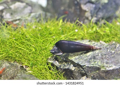 Detail Black Devil Snails Nomer 26