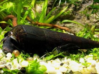 Detail Black Devil Snails Nomer 27