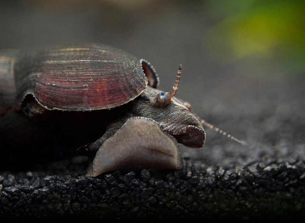 Detail Black Devil Snails Nomer 4