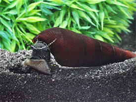 Detail Black Devil Snails Nomer 29