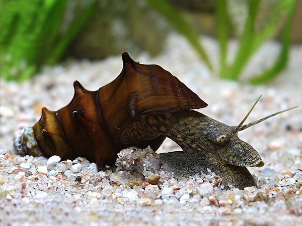 Detail Black Devil Snails Nomer 30