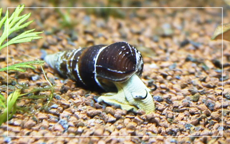 Detail Black Devil Snails Nomer 31