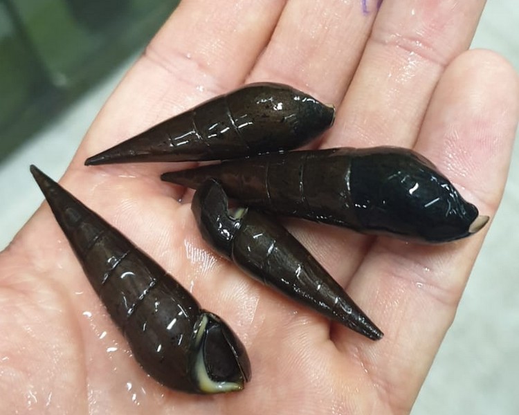 Detail Black Devil Snails Nomer 32