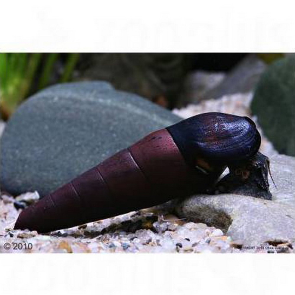 Detail Black Devil Snails Nomer 34