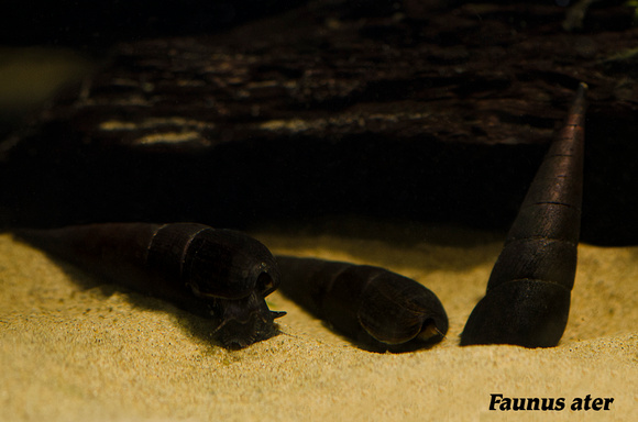 Detail Black Devil Snails Nomer 37