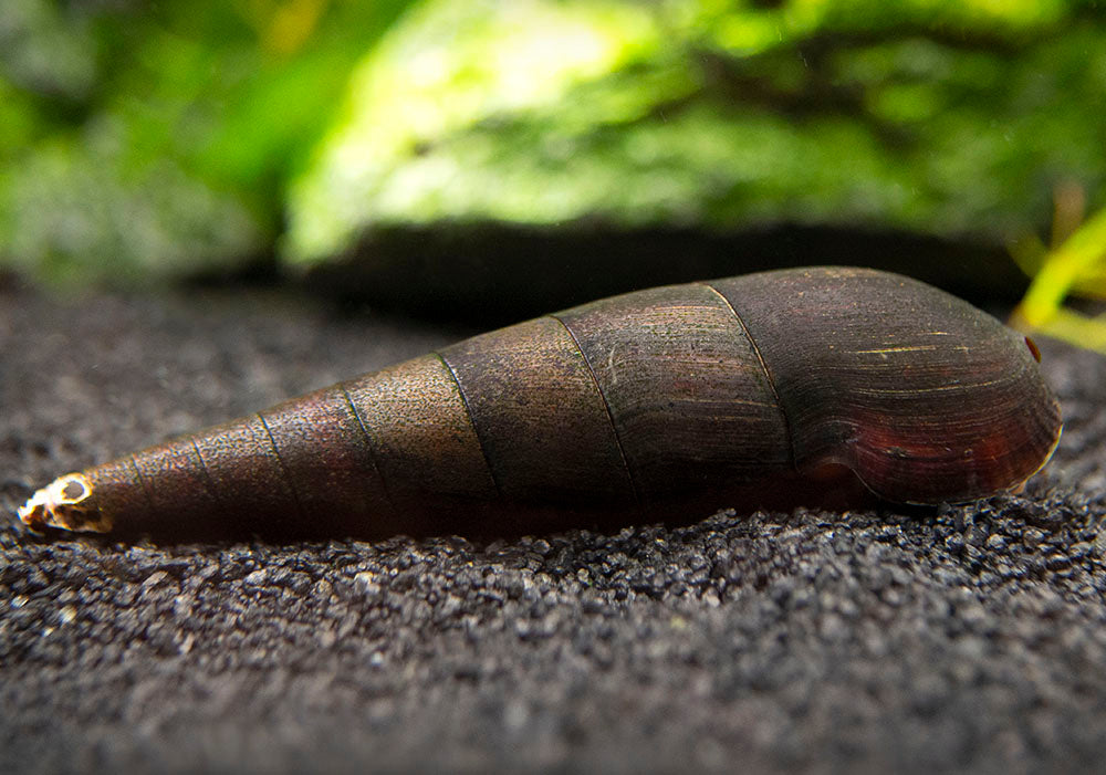 Detail Black Devil Snails Nomer 5