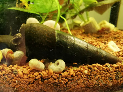 Detail Black Devil Snails Nomer 39