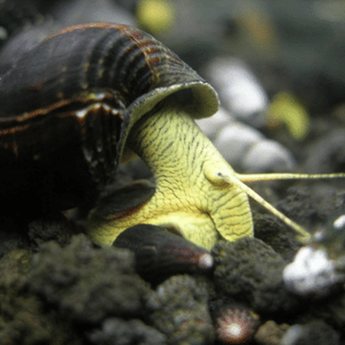 Detail Black Devil Snails Nomer 41