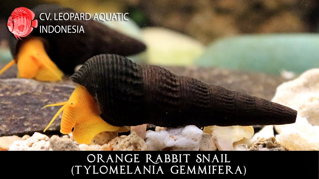 Detail Black Devil Snails Nomer 43