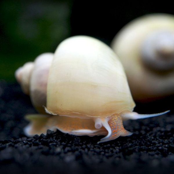 Detail Black Devil Snails Nomer 45