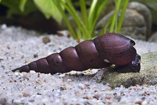 Detail Black Devil Snails Nomer 6