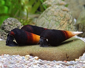 Detail Black Devil Snails Nomer 48