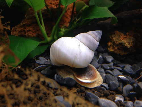 Detail Black Devil Snails Nomer 49