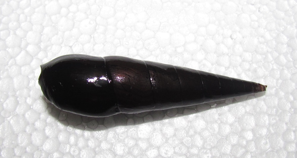 Detail Black Devil Snails Nomer 51