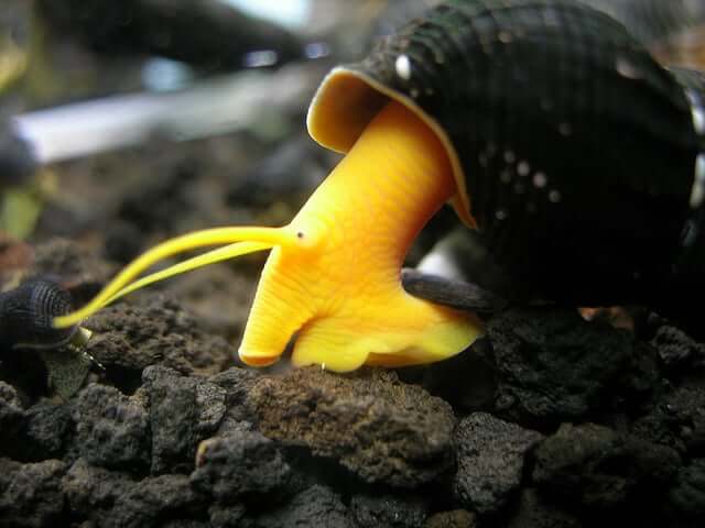 Detail Black Devil Snails Nomer 53