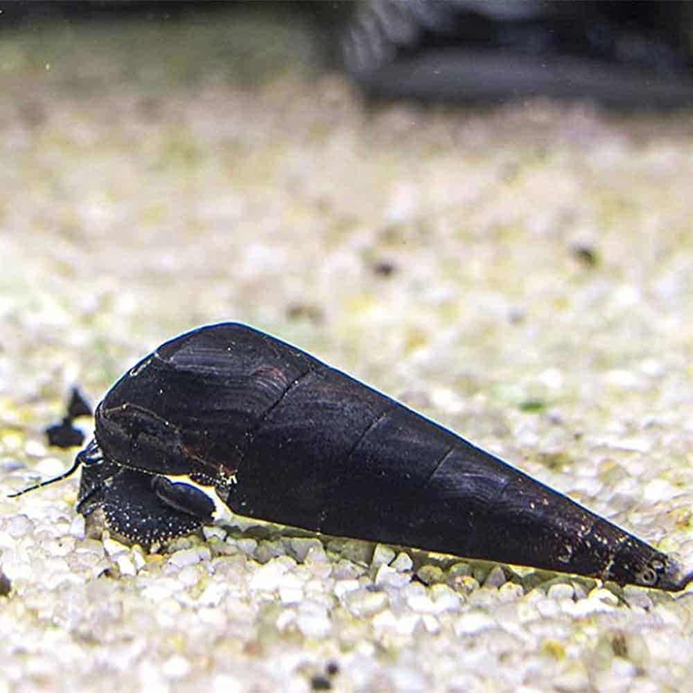 Detail Black Devil Snails Nomer 8