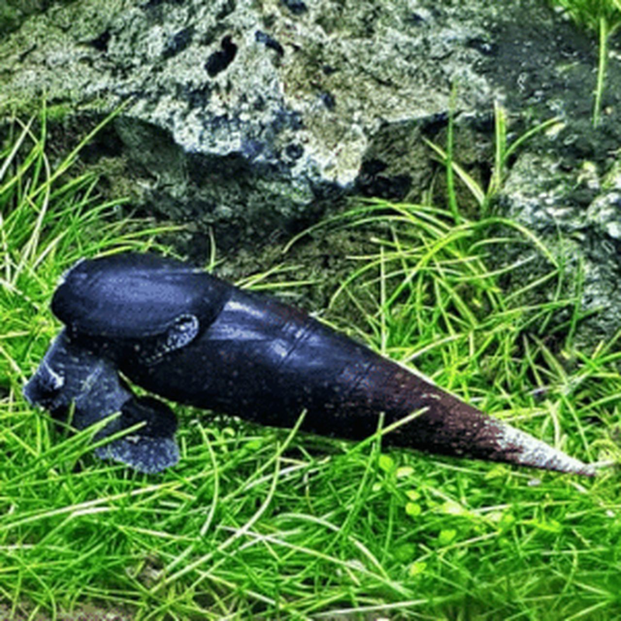 Detail Black Devil Snails Nomer 9