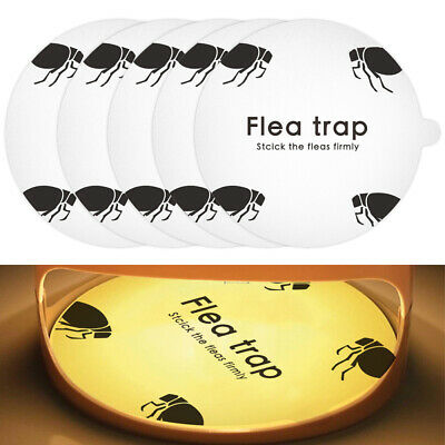 Detail Black Flag Flea Killer Nomer 57