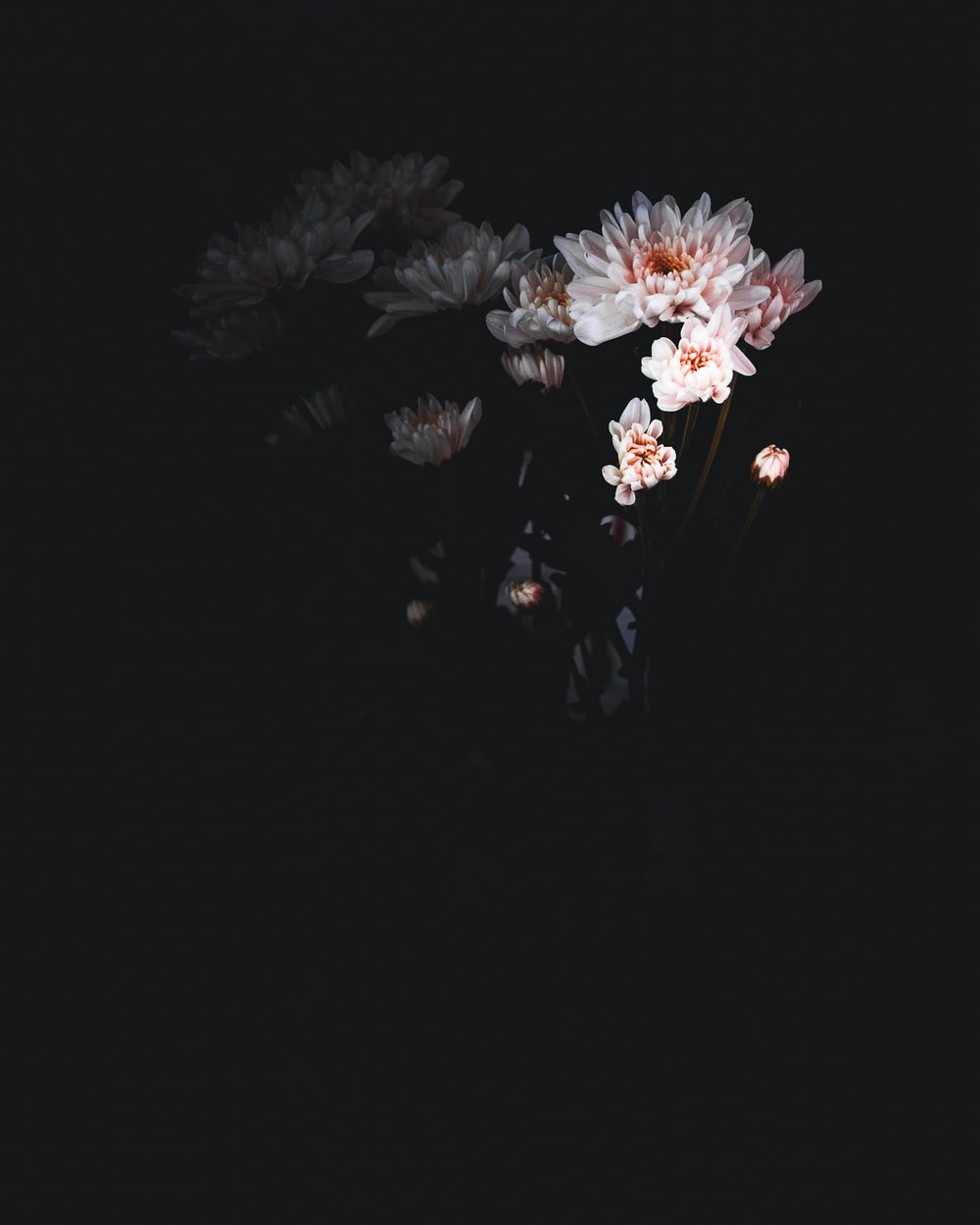 Black Flower Background - KibrisPDR