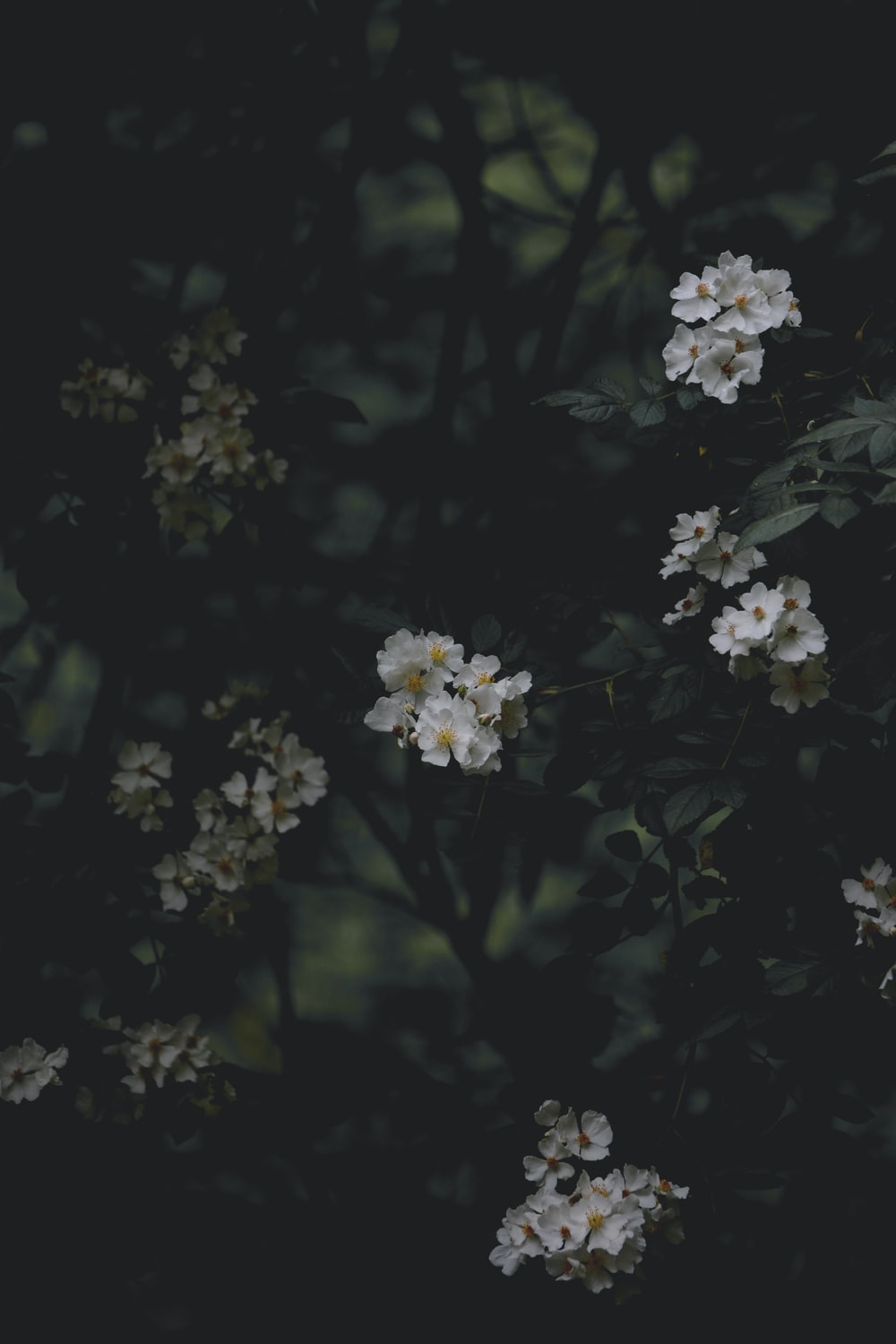 Detail Black Flower Background Nomer 2