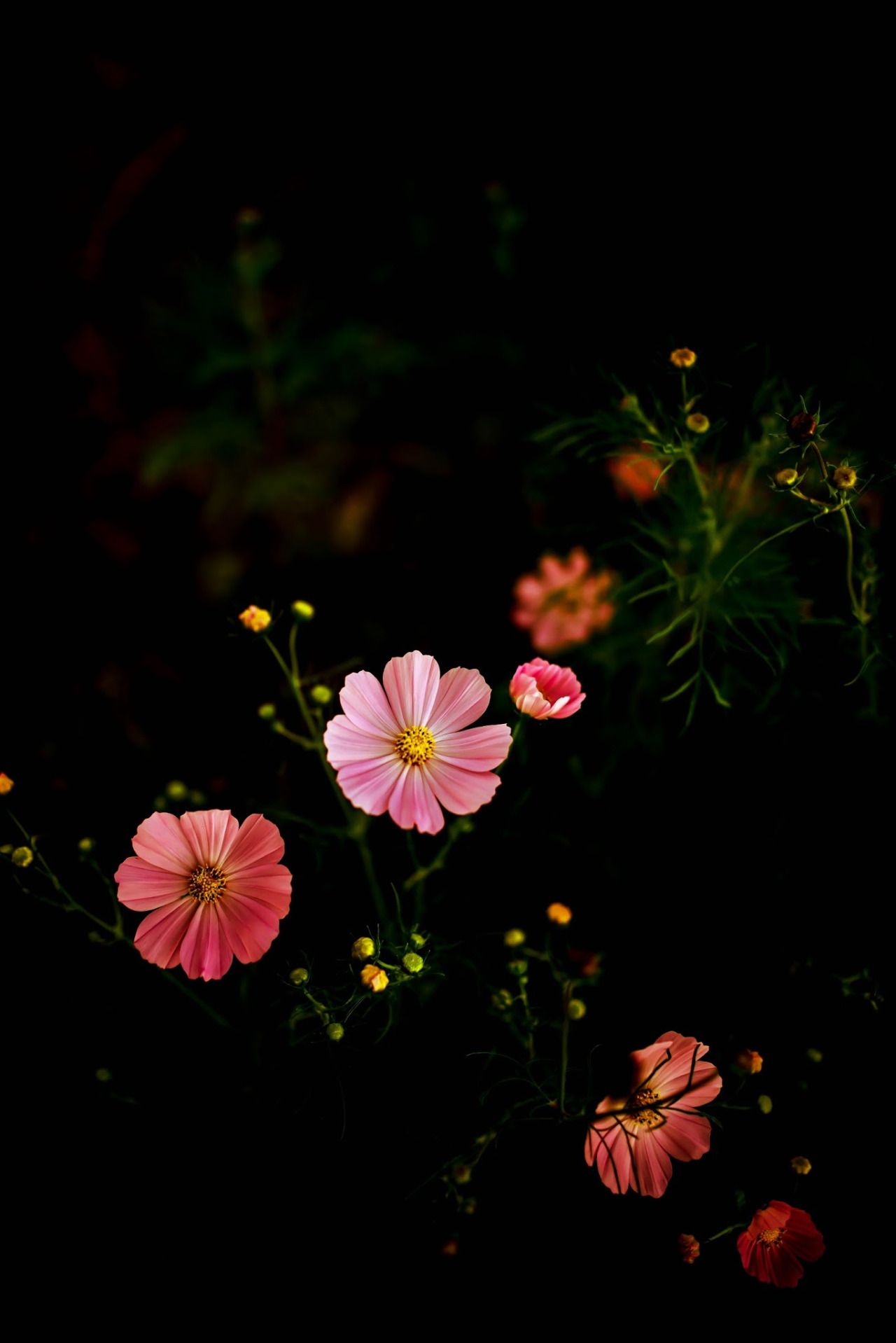 Detail Black Flower Background Nomer 11